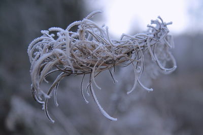 Close-up of frozen plant