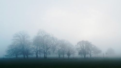 Trees in forest during winter