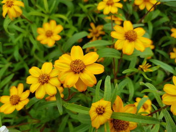 Close-up of yellow flowering plants in park