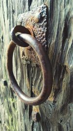 Close-up of lizard on wood