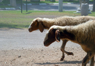 Side view of cow on field