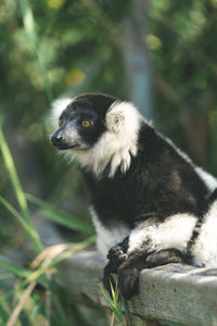 Lazy lemur in the forest