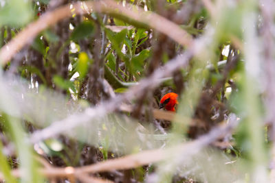 Close-up of ladybug on grass