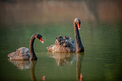 Swans swimming in lake