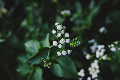 Close-up of white flowering plant