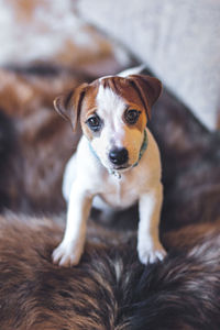 High angle portrait of dog relaxing on floor