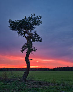 Scenic view of field against sky during sunset