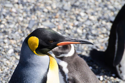 Close-up of a bird