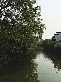 Reflection of trees in water