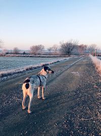 View of dog on field during winter