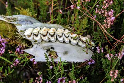 High angle view of animal skull on flowering plants