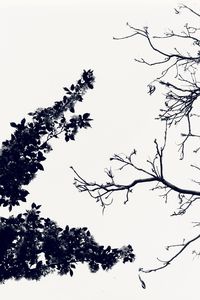 Low angle view of silhouette birds flying against clear sky