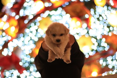 Close-up of puppy on christmas tree