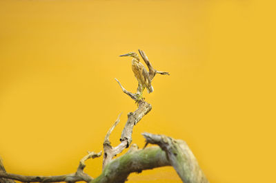 Close-up of yellow flowers