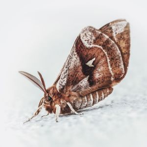 Close-up of butterfly