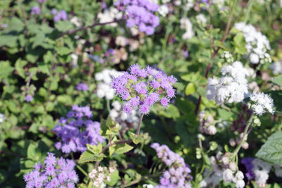 Close-up of purple flowering plants