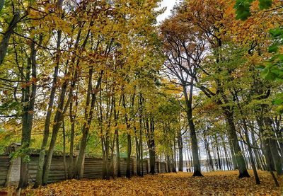 Low angle view of trees in forest during autumn