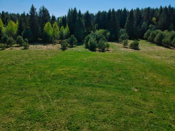 Scenic view of trees growing on field