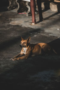 Dog lying on street