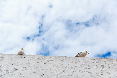 Low angle view of seagulls perching on wall