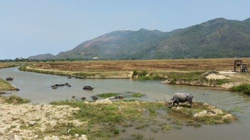 Water buffalo in river