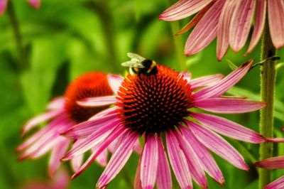 Close-up of bee on purple flower