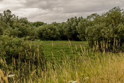 Scenic view of field against cloudy sky