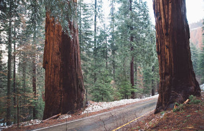 Pine trees in forest