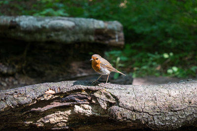 Close-up of bird perching on tree