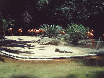 Reflection of trees in water