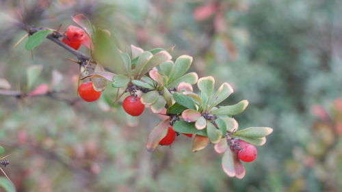 Close-up of red berries on branch