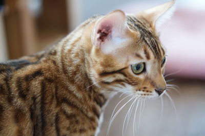 Close-up of a cat looking away