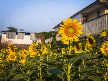 Yellow flowering plants by buildings against clear sky
