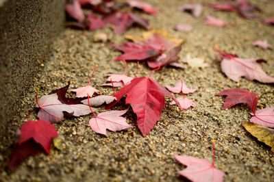 Close-up of fallen maple leaves