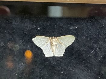 High angle view of butterfly on leaf