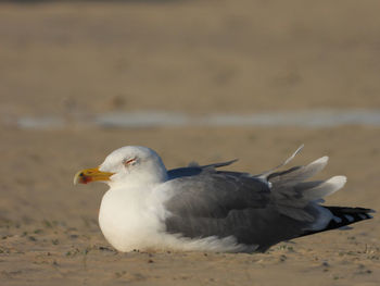 Close-up of seagull on the ground