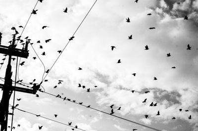 Low angle view of birds flying against sky