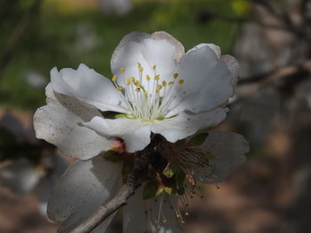 Close-up of flower growing on tree