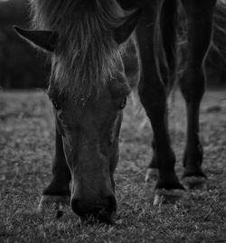 Horse grazing on field