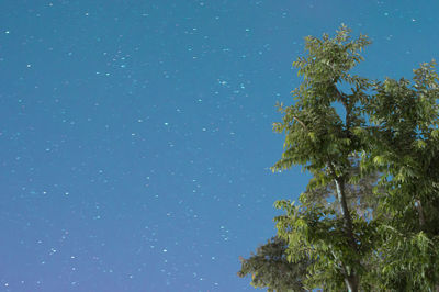 Low angle view of trees against clear blue sky