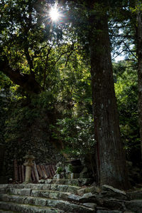 Low angle view of trees in forest