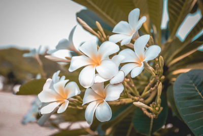 Plumeria flowers on tree