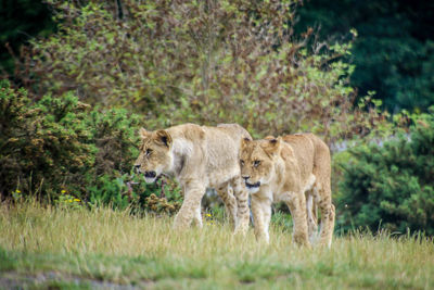 Portrait of cats on ground