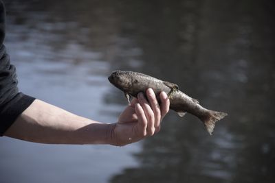 Close-up of hand holding fish