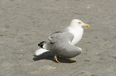 High angle view of seagull perching on footpath