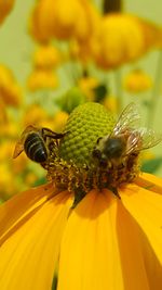 Close-up of bee on yellow flower