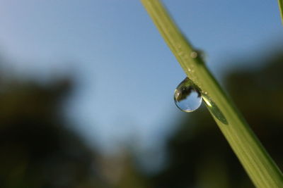 Close-up of water drops on plant