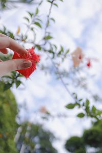 Cropped hand holding red flowering plant