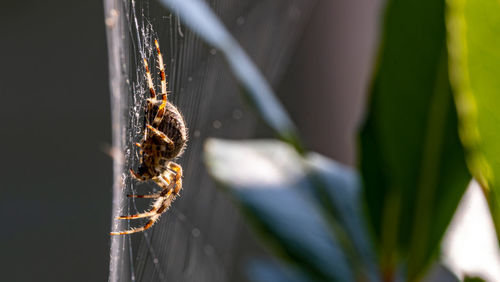 Close-up of spider