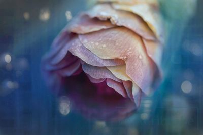 Close-up of hand holding rose in water